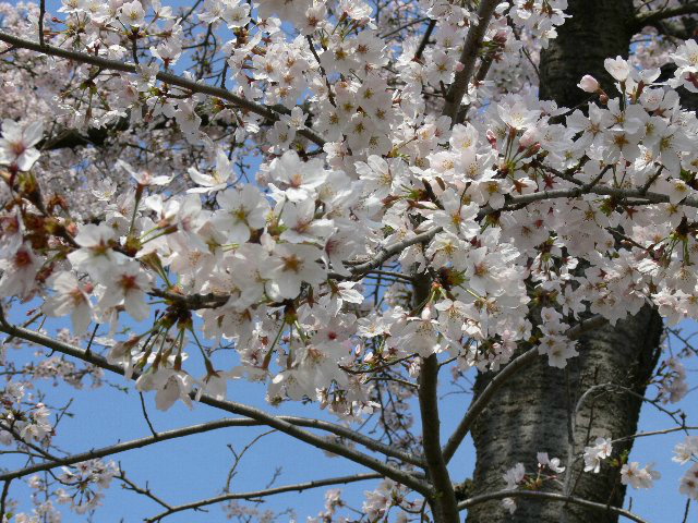 入学式満開の桜